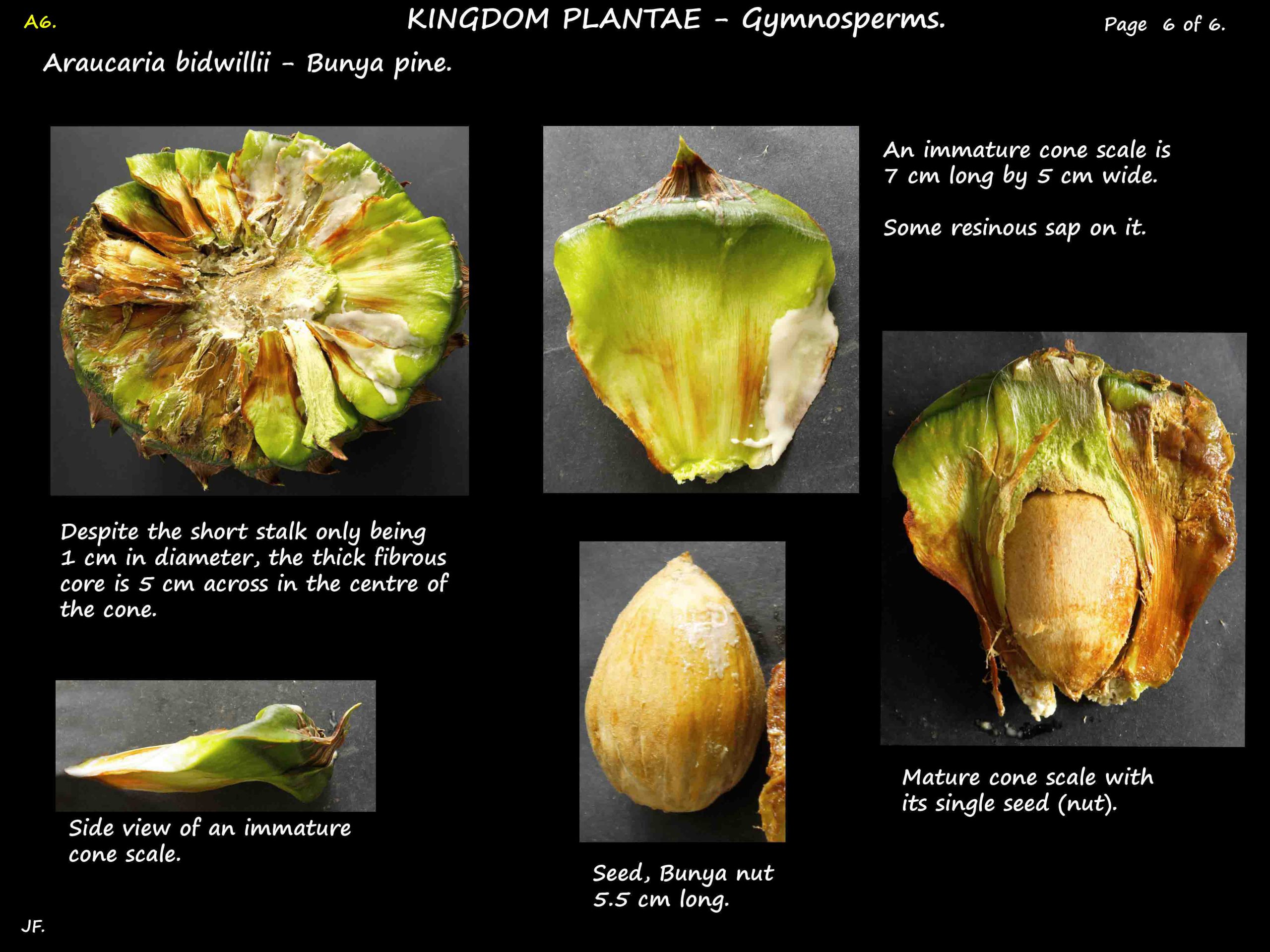6 Seeds of a Bunya pine